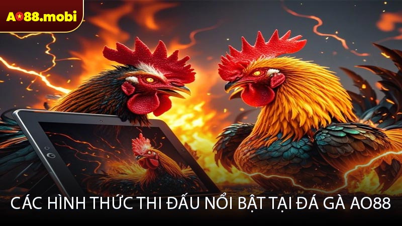 Các hình thức thi đấu nổi bật tại đá gà ao88