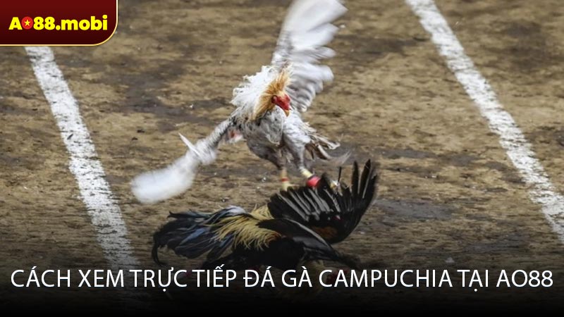 Cách xem trực tiếp đá gà Campuchia tại AO88
