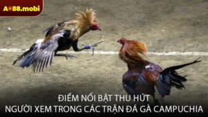 Điểm nổi bật thu hút người xem trong các trận đá gà Campuchia