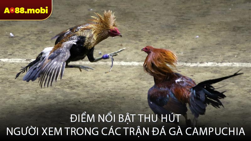 Điểm nổi bật thu hút người xem trong các trận đá gà Campuchia